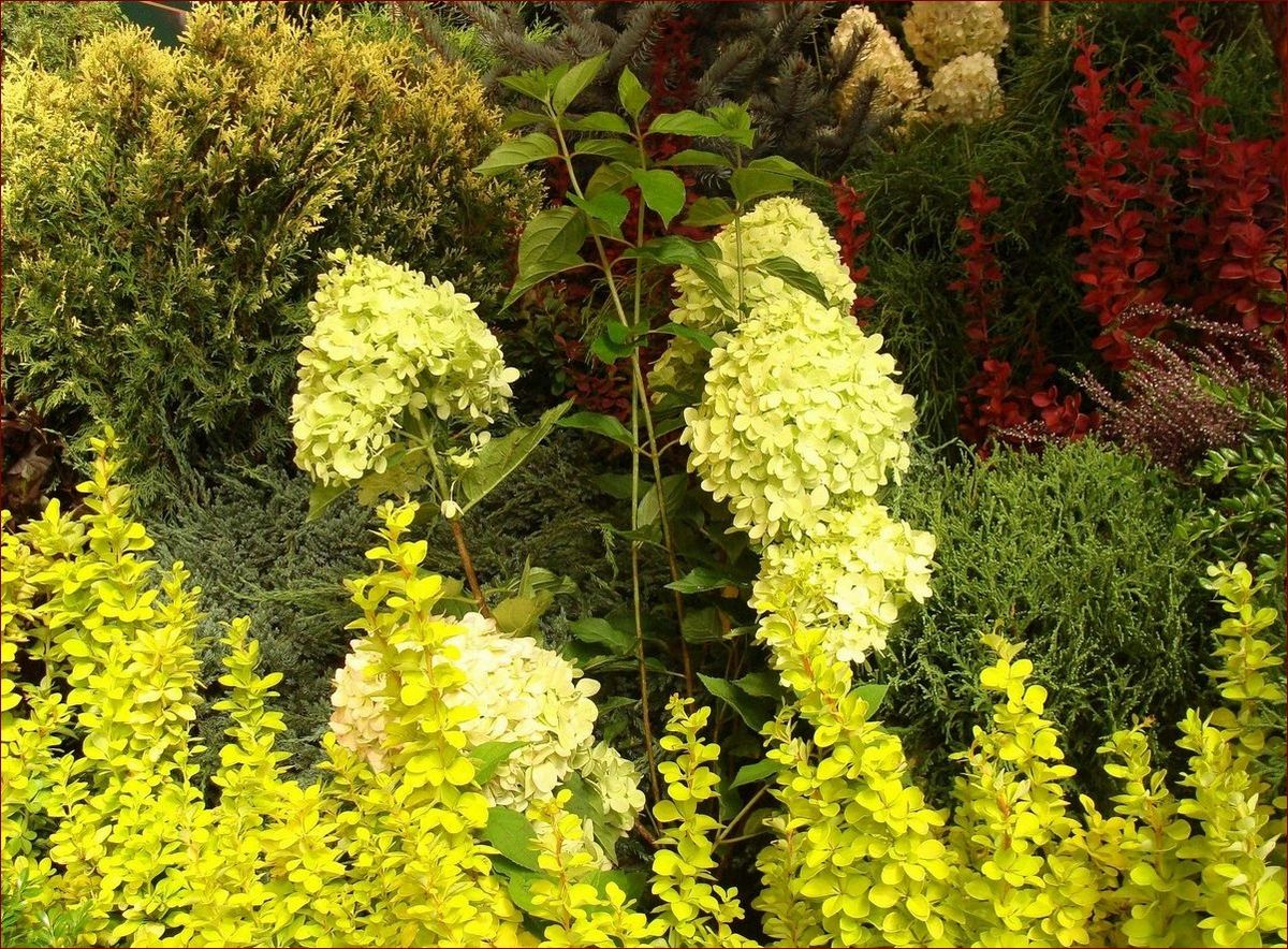 Krzew do donicy: Odkryj sekret pięknowkomponowanego ogrodu w mieszkaniu