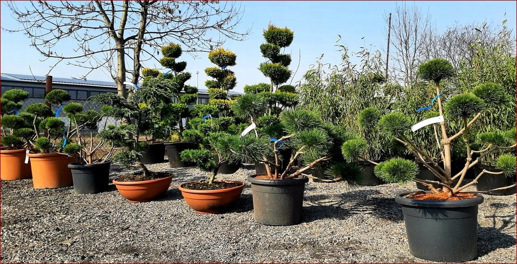 Krzew do donicy: Odkryj sekret pięknowkomponowanego ogrodu w mieszkaniu