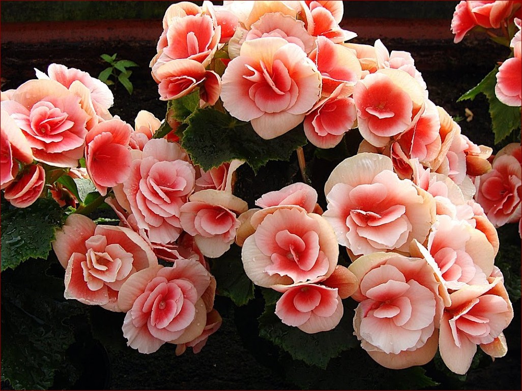 Popularne kwiaty doniczkowe - jak wybrać najpiękniejsze gatunki do domu i biura?