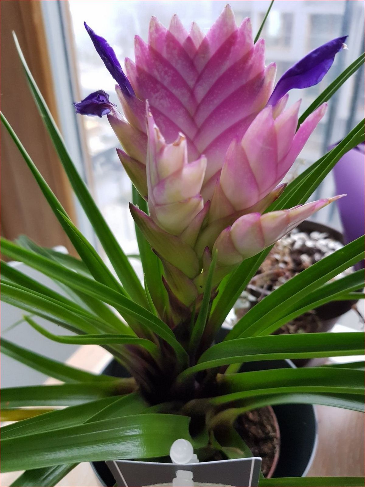 Popularne kwiaty doniczkowe - jak wybrać najpiękniejsze gatunki do domu i biura?