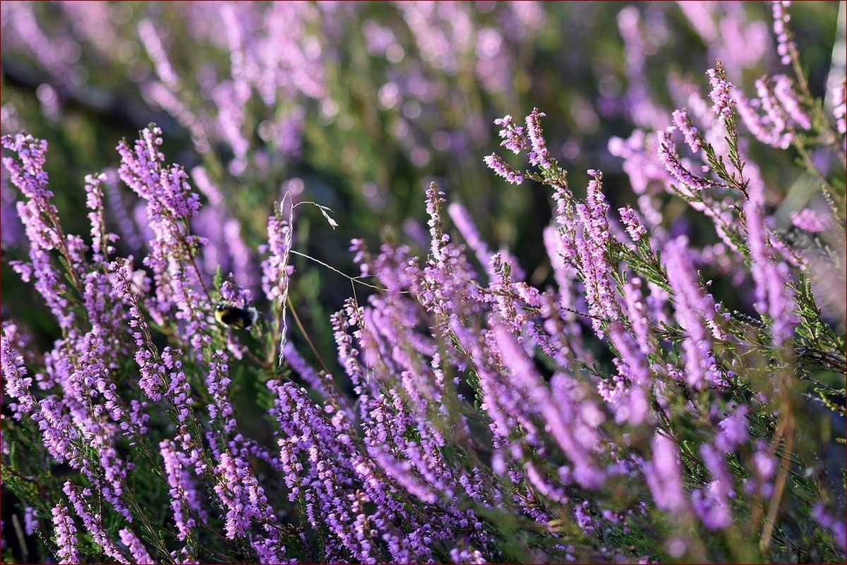 Co sadzić na balkonie? Praktyczny poradnik i inspiracje dla miłośników miejskiego ogrodnictwa