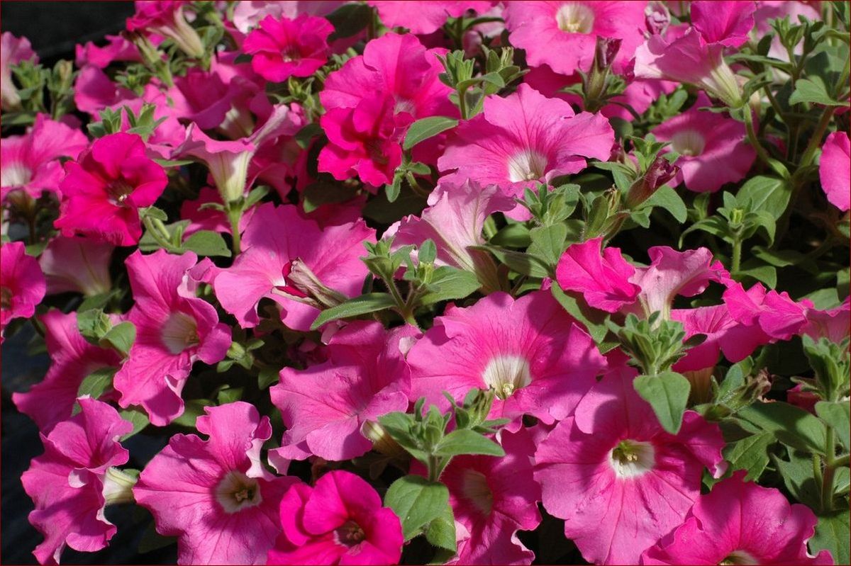 Conchita Grande Pink: Niezwykła Ikona Łamiąca Granice Mody i Muzyki