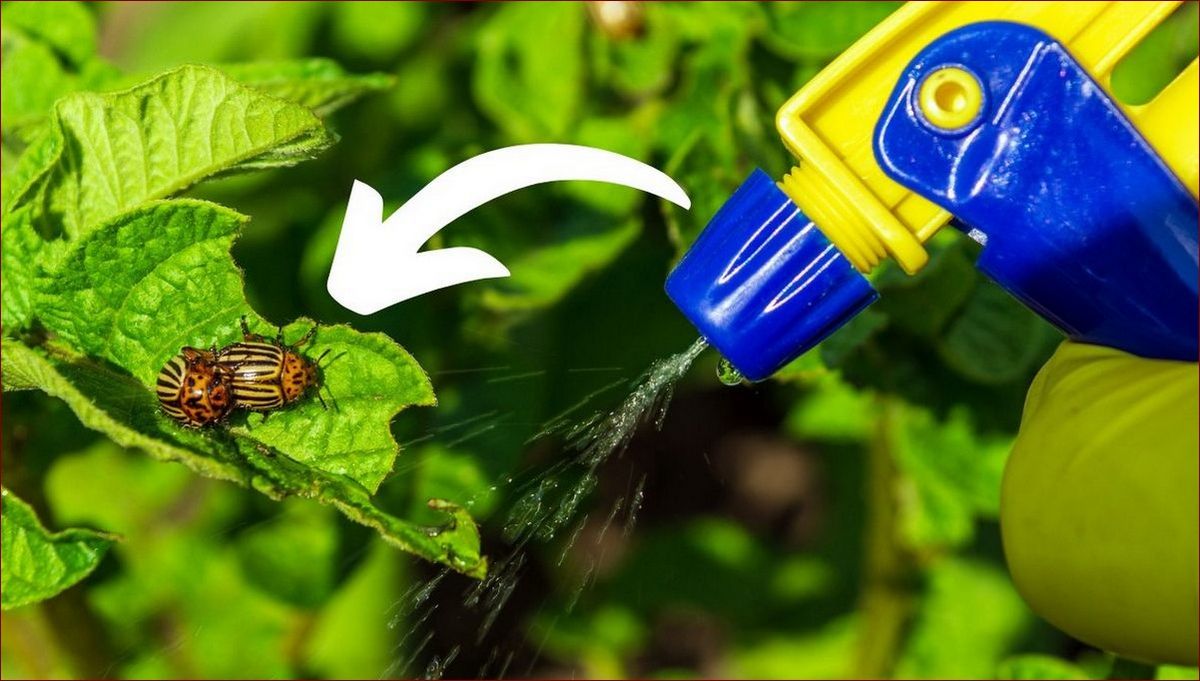 Cynamon na mrówki - naturalny sposób na pozbycie się natrętnych insektów