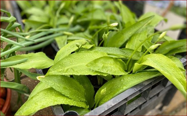 Czosnek niedźwiedzi uprawa - przepis na zdrowy ogród i aromatyczną kuchnię