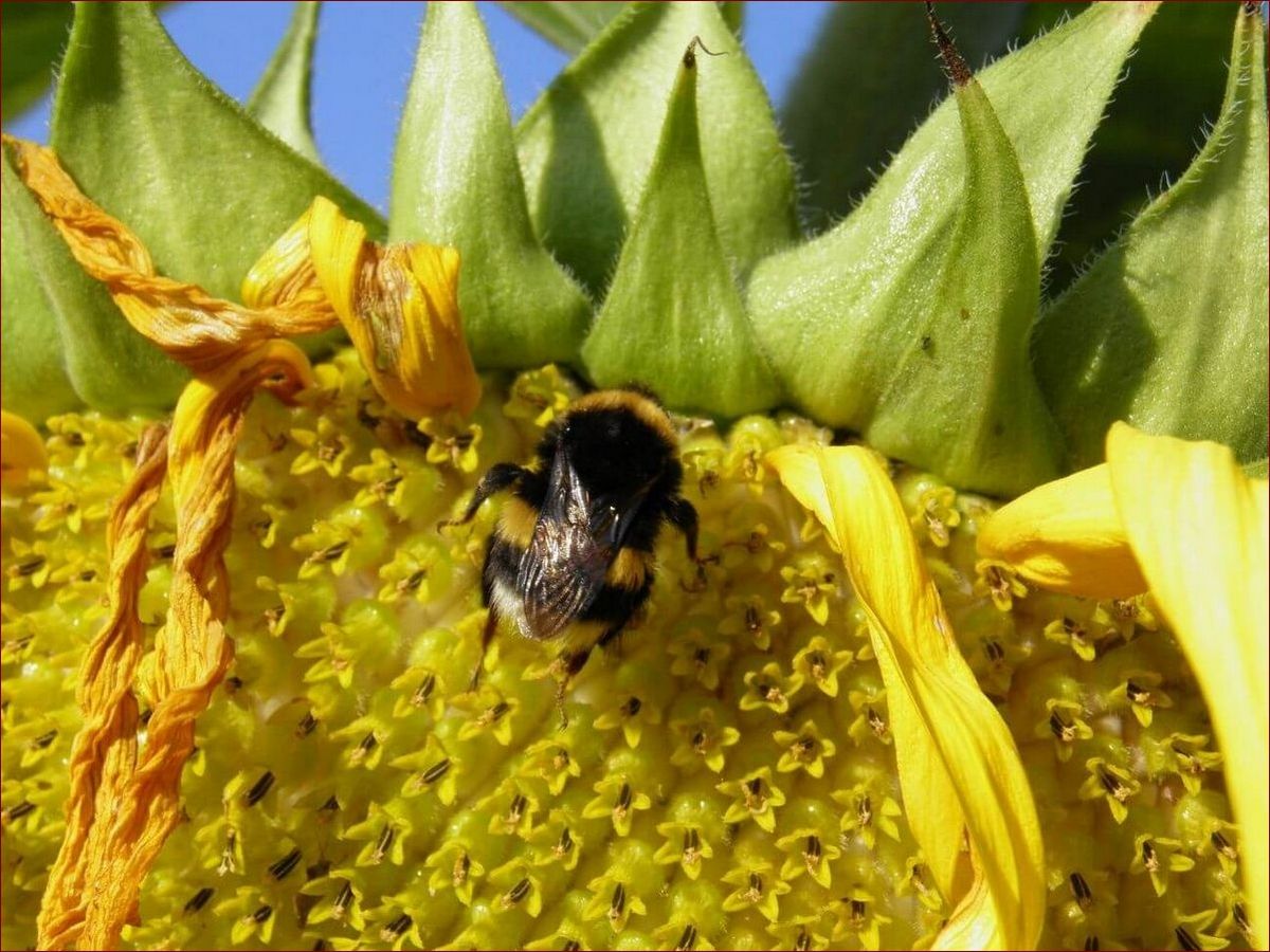 Czy bąki gryzą? Poznaj fakty i chroń się skutecznie!