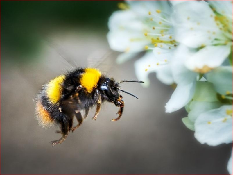 Czy bąki gryzą? Poznaj fakty i chroń się skutecznie!