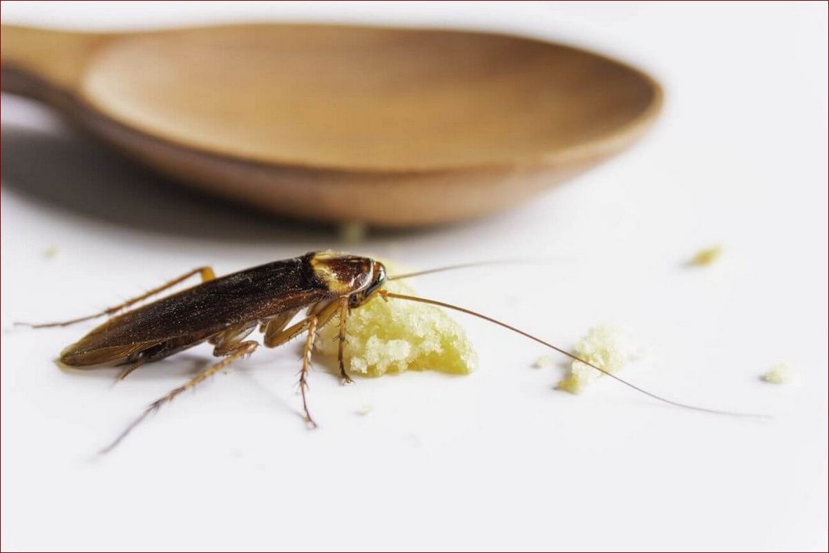 Czy karaluchy gryzą? Poznaj prawdę o niebezpiecznych ugryzieniach tych szkodników