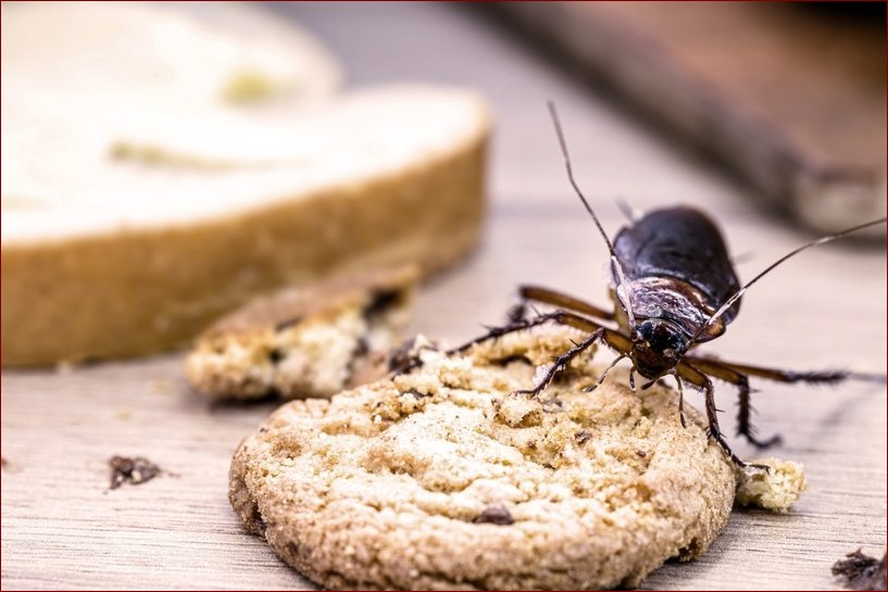 Czy karaluchy gryzą? Poznaj prawdę o niebezpiecznych ugryzieniach tych szkodników