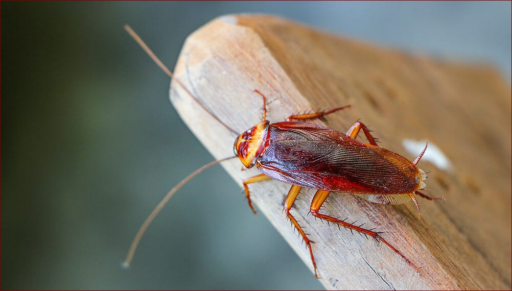 Czy karaluchy gryzą? Poznaj prawdę o niebezpiecznych ugryzieniach tych szkodników