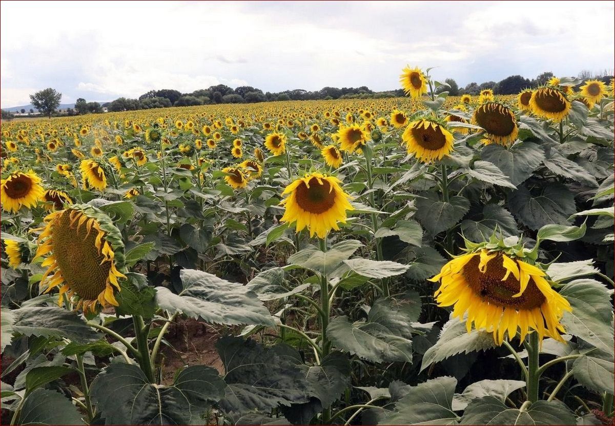 Czy żonkile są trujące? Poznaj przerażającą prawdę o tych pięknych kwiatach!