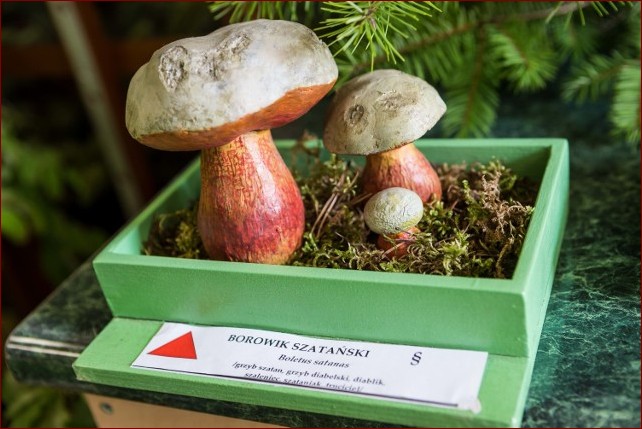 Czy żonkile są trujące? Poznaj przerażającą prawdę o tych pięknych kwiatach!