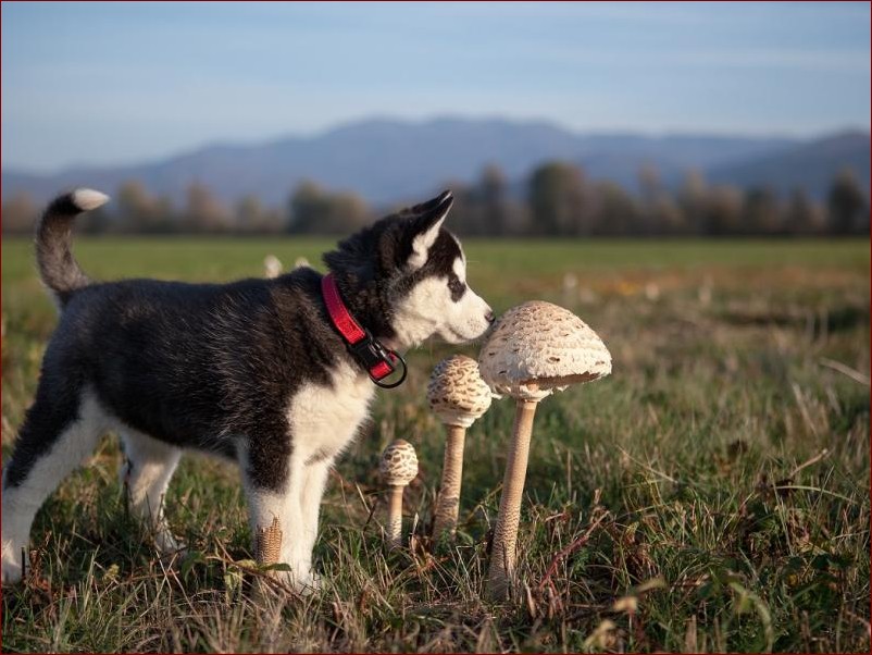 Czy pies może jeść grzyby? Odkryj prawdę o toksycznych i jadalnych gatunkach