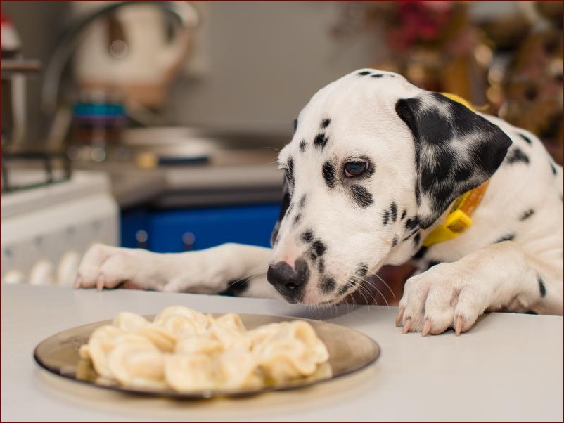 Czy pies może jeść grzyby? Odkryj prawdę o toksycznych i jadalnych gatunkach