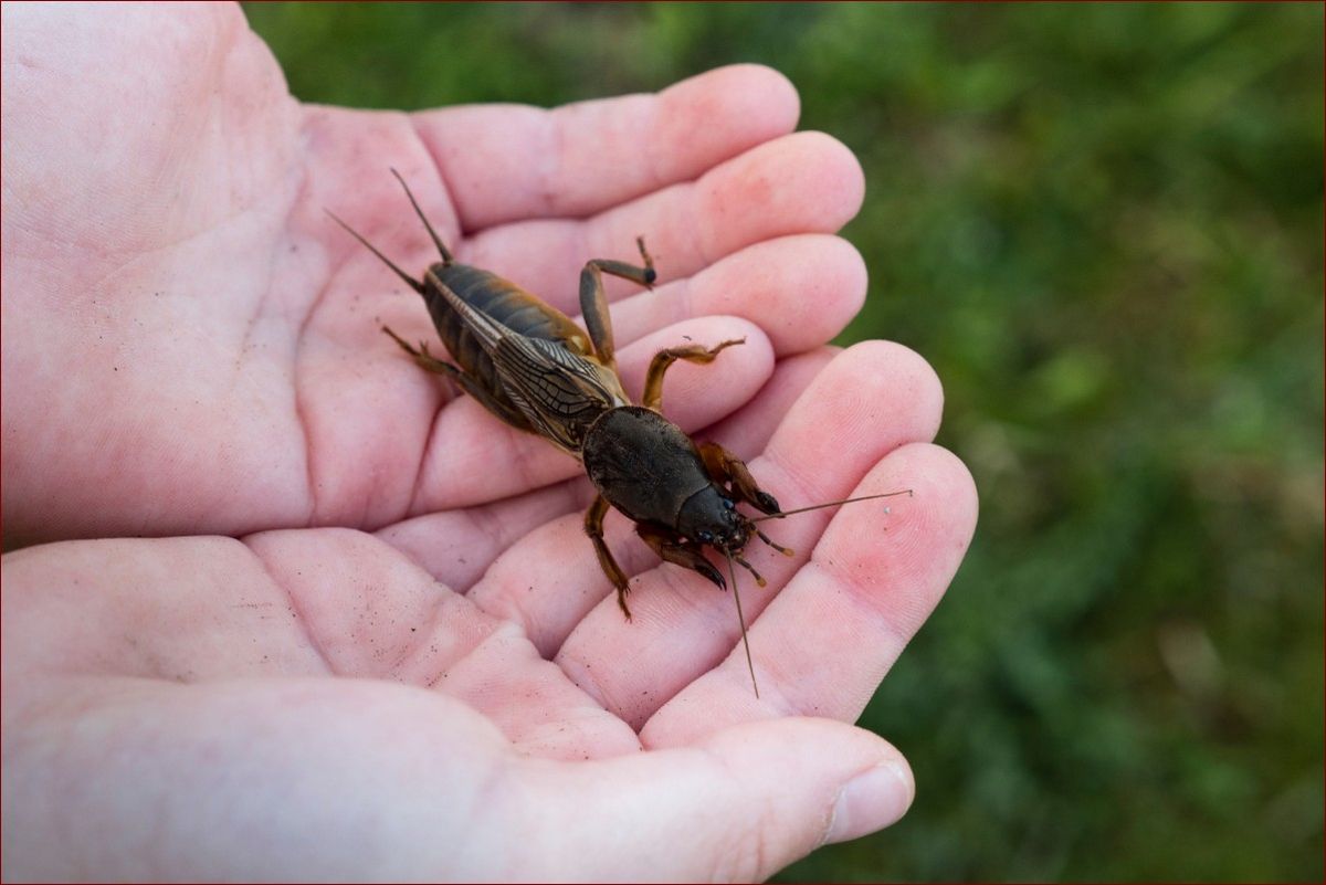 Czy turkuć podjadek gryzie? Odkryj niezwykłe zachowania tego małego gryzonia! () Czy turkuć podjadek gryzie? Odkryj niezwykłe zachowania tego małego gryzonia!