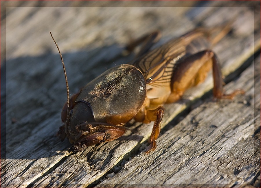 Czy turkuć podjadek gryzie? Odkryj niezwykłe zachowania tego małego gryzonia! () Czy turkuć podjadek gryzie? Odkryj niezwykłe zachowania tego małego gryzonia!