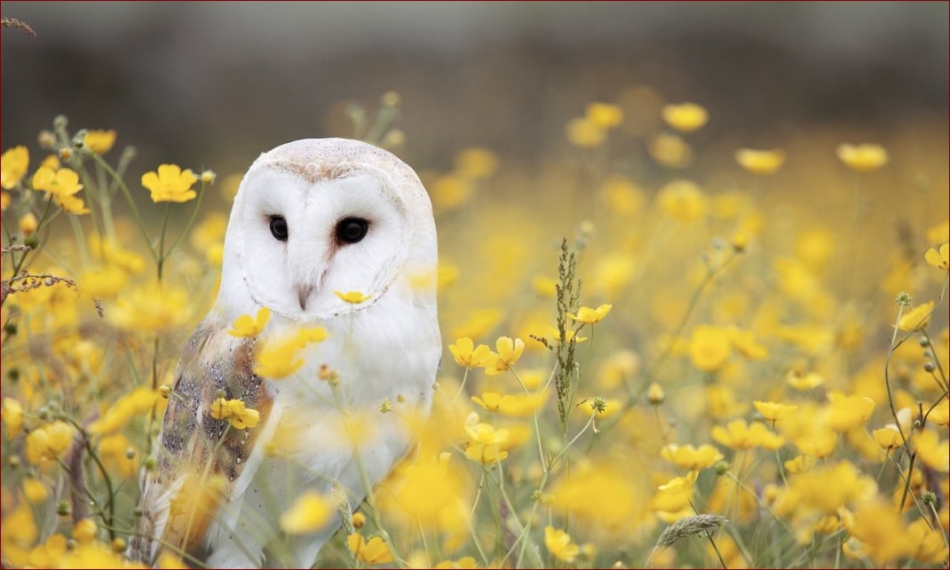 Czy wróble odlatują na zimę? Odkryj fascynujące zwyczaje tych pospolitych ptaków