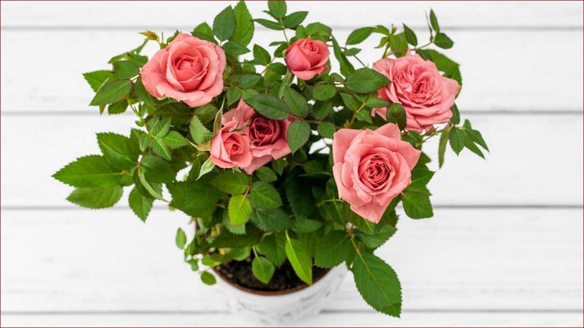 Gardenia w doniczce - sekrety pielęgnacji tych egzotycznych kwiatów w domu