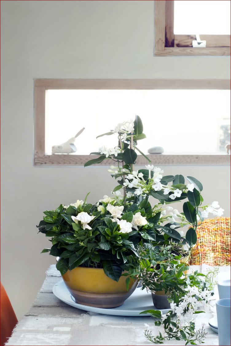 Gardenia w doniczce - sekrety pielęgnacji tych egzotycznych kwiatów w domu