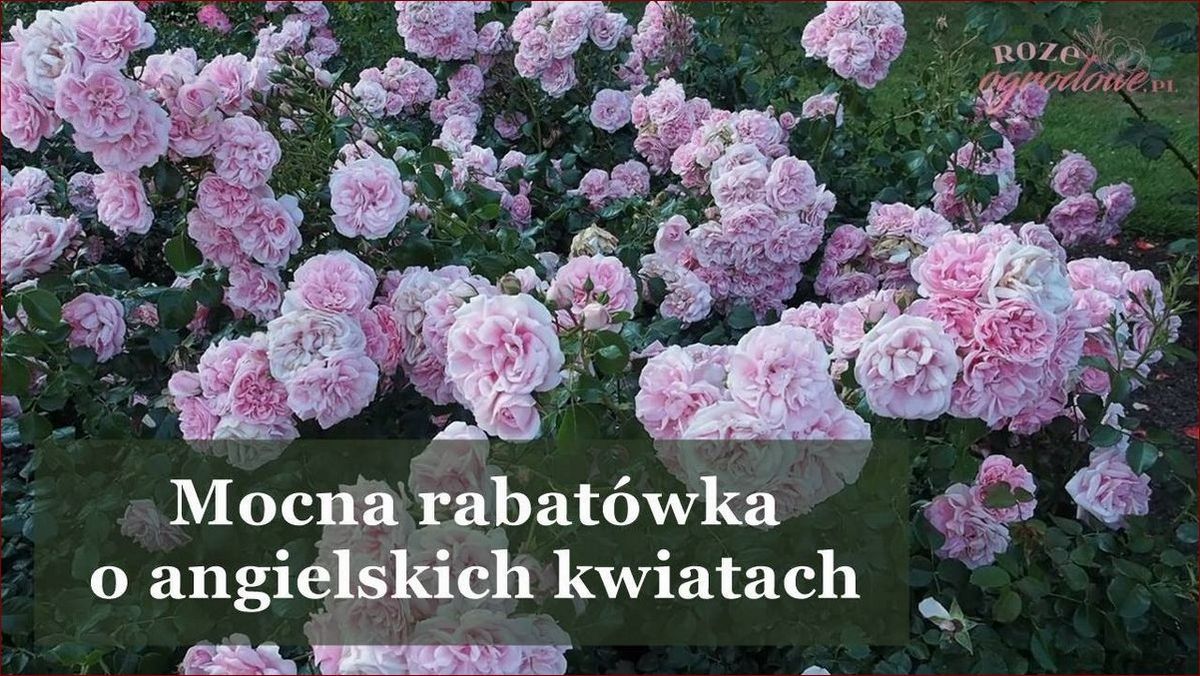 Jak ożywić róże? Sekrety pięknych i bujnie kwitnących krzewów!