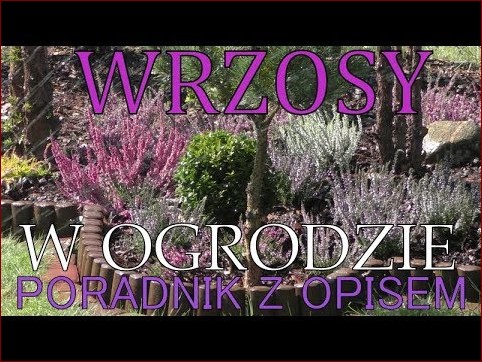 Jak podlewać wrzosy: Sekret bujnych kwiatostanów w Twoim ogrodzie