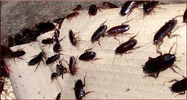 Jak pozbyć się karaluchów raz na zawsze? Kompletny przewodnik dla Twojego domu