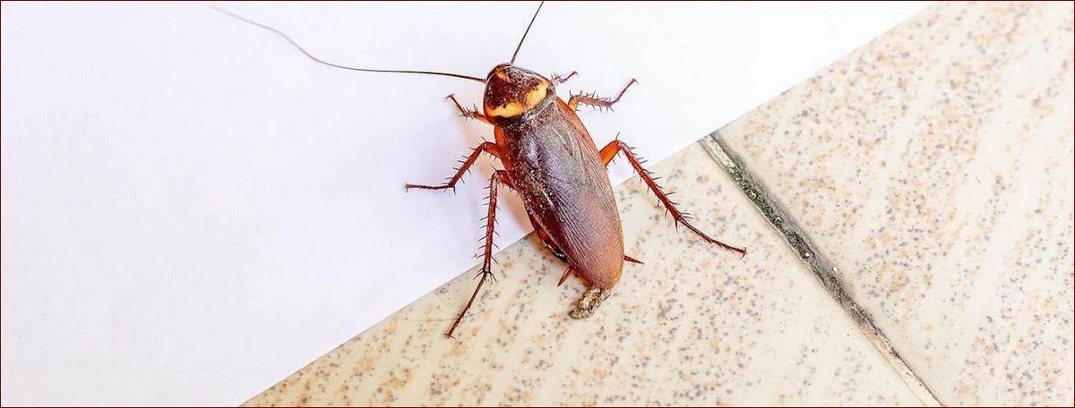 Jak pozbyć się karaluchów raz na zawsze? Kompletny przewodnik dla Twojego domu