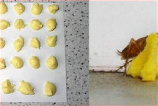 Jak pozbyć się karaluchów raz na zawsze? Kompletny przewodnik dla Twojego domu