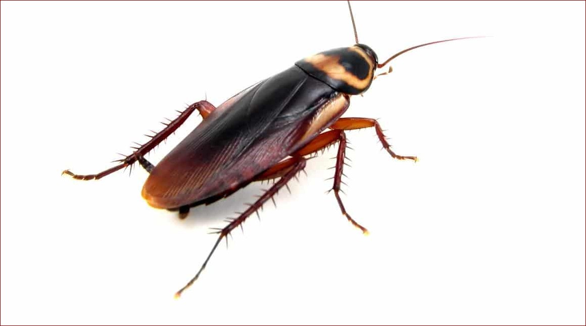 Jak pozbyć się karaluchów raz na zawsze? Kompletny przewodnik dla Twojego domu