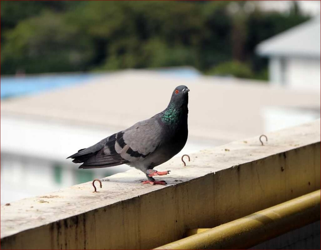 Jak pozbyć się kreta? Kompleksowy przewodnik dla Twojej działki