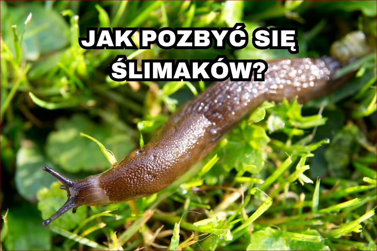 Jak pozbyć się ślimaków? Naturalne i skuteczne metody na ślimakowatą inwazję