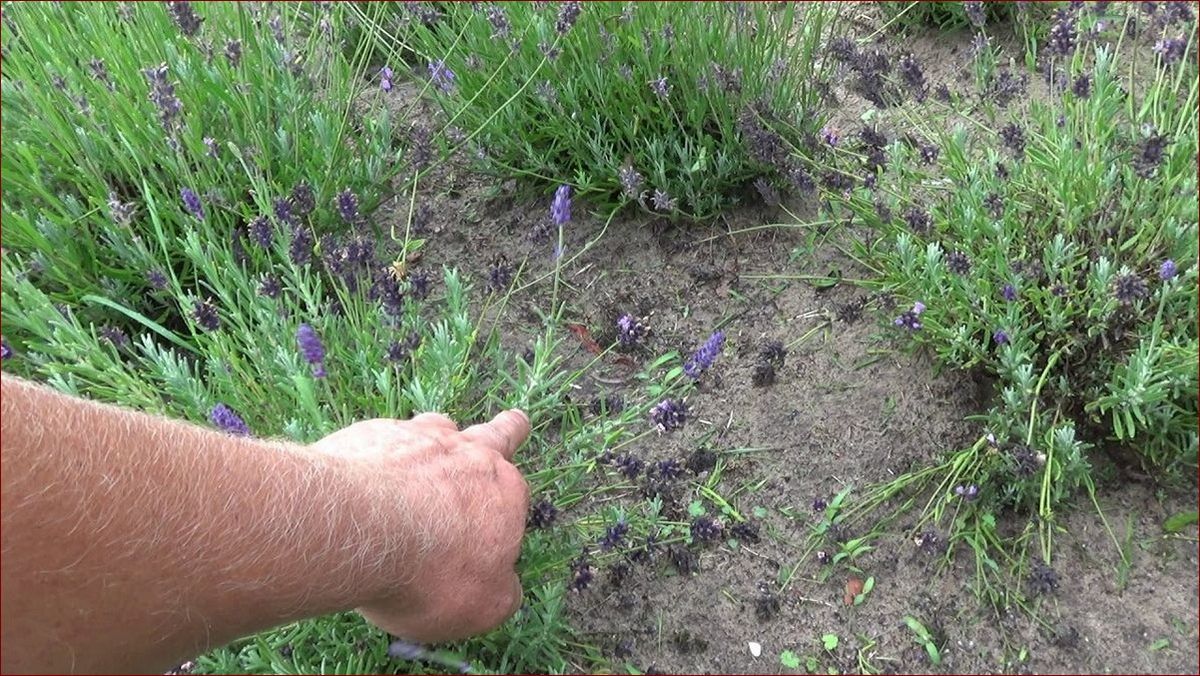 Jak przyciąć lawendę po zimie - Niezawodny Przewodnik Krok po Kroku