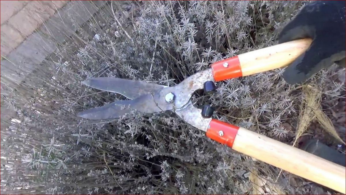 Jak przyciąć lawendę po zimie - Niezawodny Przewodnik Krok po Kroku