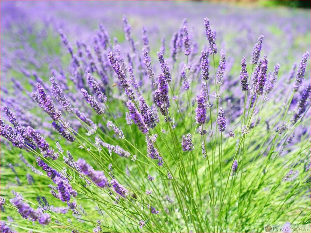 Jak przyciąć lawendę po zimie - Niezawodny Przewodnik Krok po Kroku