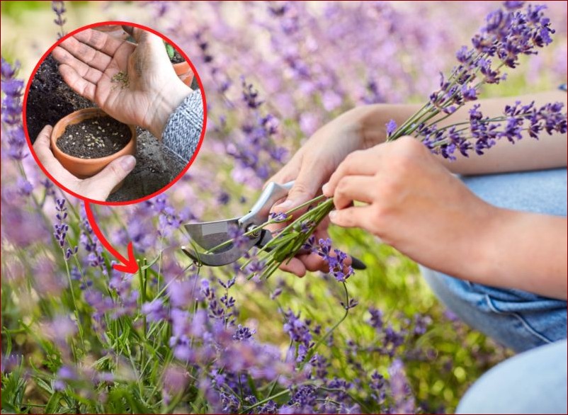 Jak przyciąć lawendę po zimie - Niezawodny Przewodnik Krok po Kroku