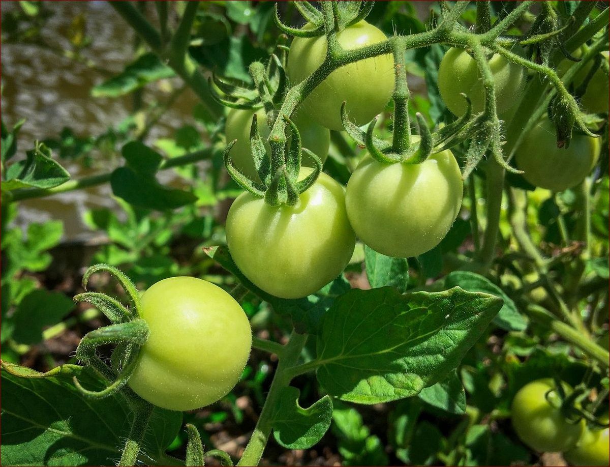 Jak przyspieszyć dojrzewanie banana? 8 skutecznych sposobów na pyszne owoce