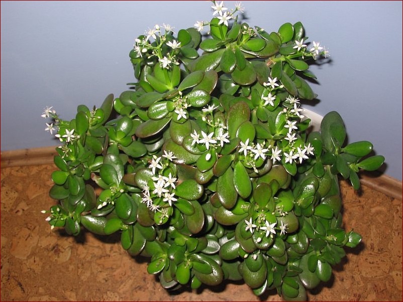 Drzewko szczęścia kwitnące - sekret wyjątkowej rośliny przynoszącej szczęście