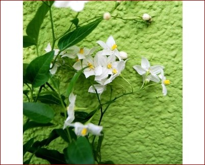 Drzewko szczęścia kwitnące - sekret wyjątkowej rośliny przynoszącej szczęście