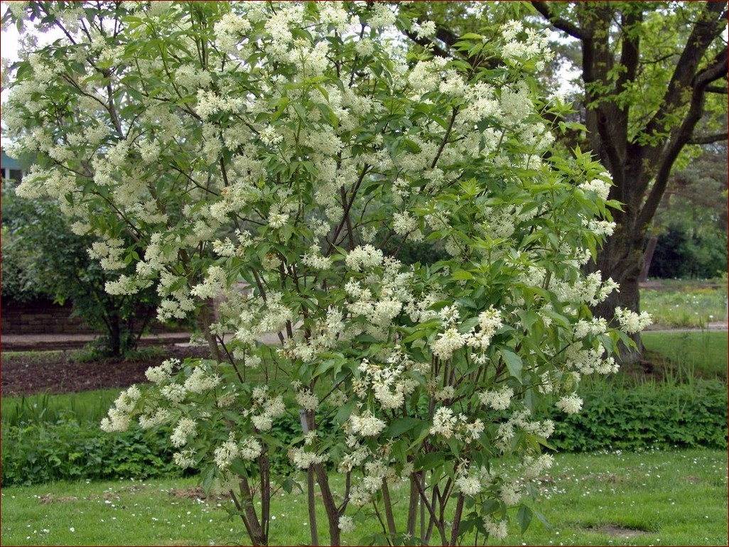Drzewko szczęścia kwitnące - sekret wyjątkowej rośliny przynoszącej szczęście