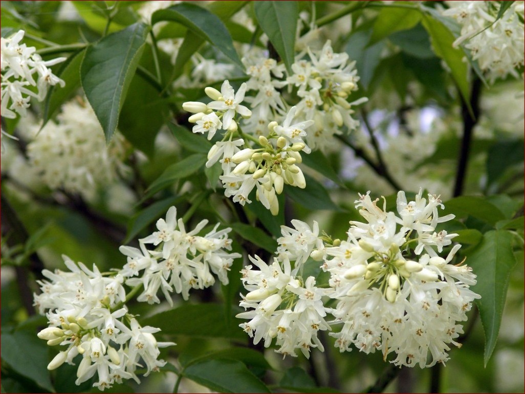 Drzewko szczęścia kwitnące - sekret wyjątkowej rośliny przynoszącej szczęście