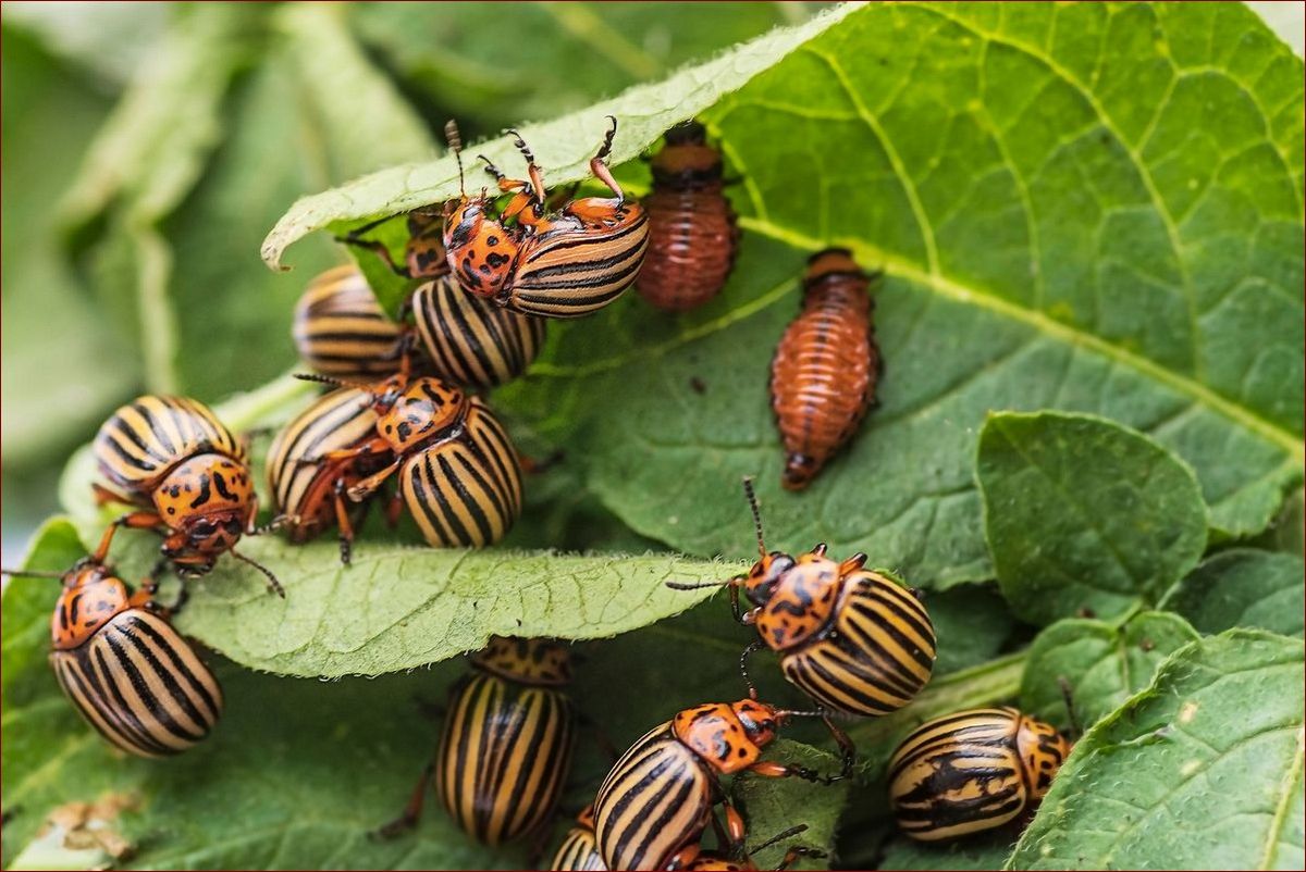 Ekologiczny oprysk na stonkę ziemniaczaną - naturalna ochrona przed groźnym szkodnikiem () Ekologiczny oprysk na stonkę ziemniaczaną - naturalna ochrona przed groźnym szkodnikiem