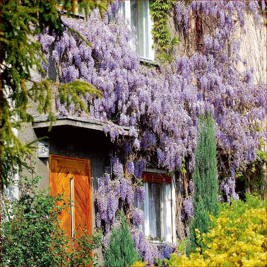 Glicynia na tarasie - magiczna pnącza dla piękna i aromatu twojej zielonej oazy