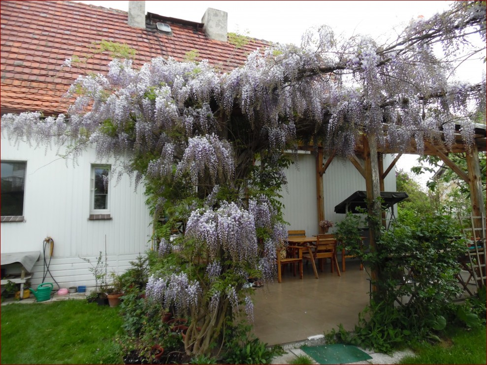 Glicynia na tarasie - magiczna pnącza dla piękna i aromatu twojej zielonej oazy