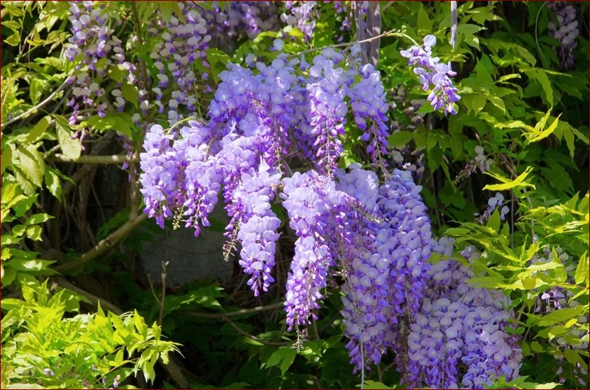 Glicynia na tarasie - magiczna pnącza dla piękna i aromatu twojej zielonej oazy