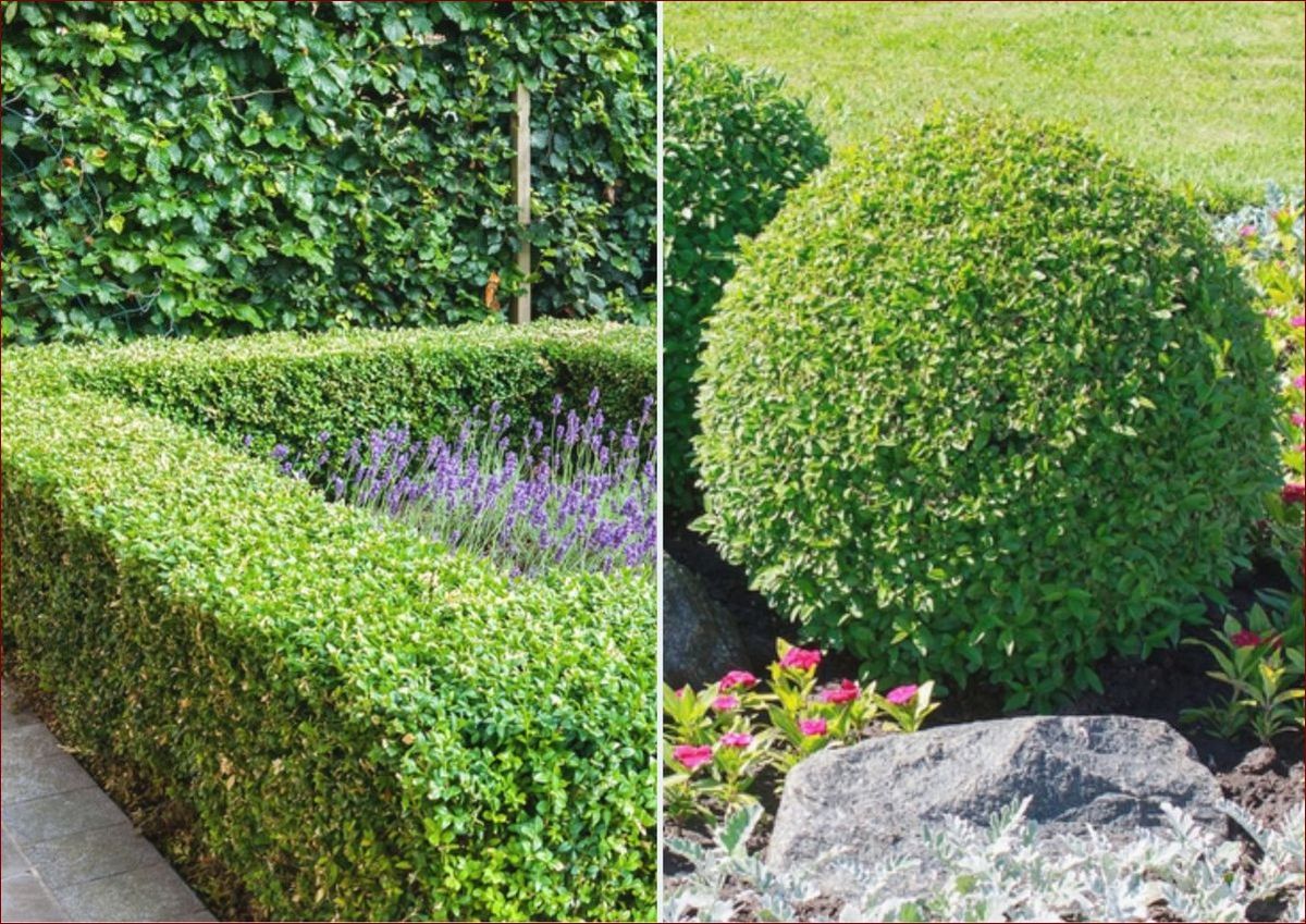 Jak rozmnożyć bukszpan? Sprawdzony przewodnik krok po kroku dla początkujących