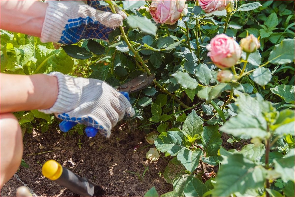 Jak rozmnożyć różę z łodygi? Sprawdzone metody rozmnażania róż krok po kroku