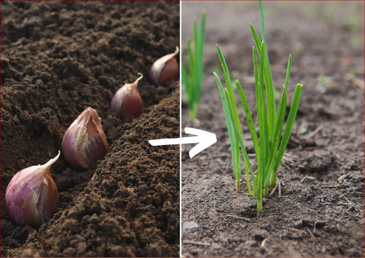 Jak sadzić czosnek? Kompletny przewodnik dla ambitnych ogrodników