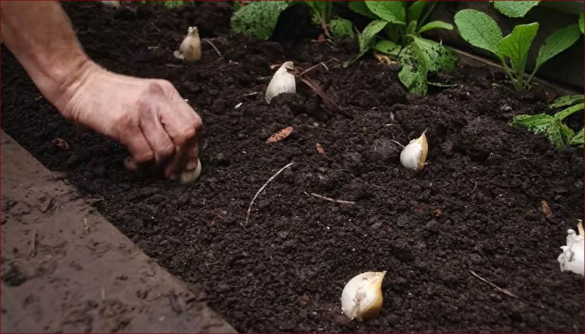 Jak sadzić czosnek? Kompletny przewodnik dla ambitnych ogrodników