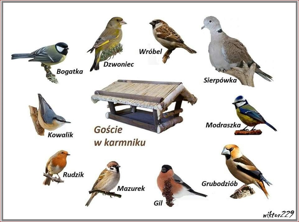 Które ptaki zostają na zimę? Skrzydlaci bohaterowie mrozu i śniegu