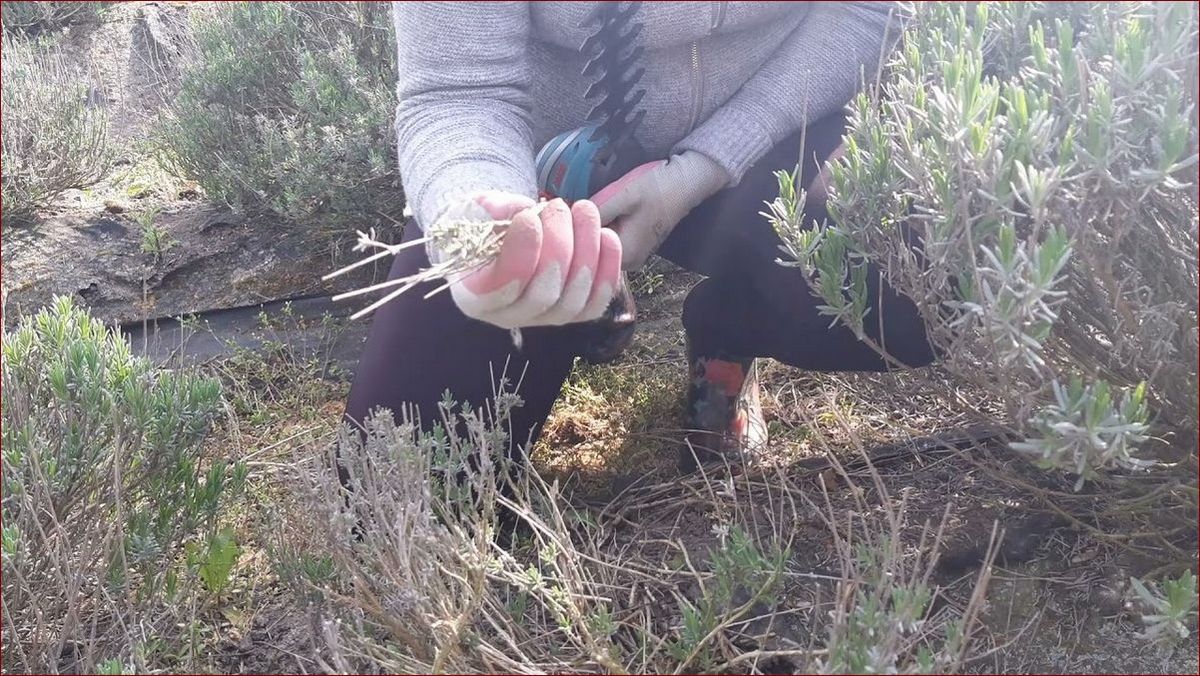 Cięcie lawendy wiosną: Sekrety ogrodników dla okazałych kwiatów przez cały sezon