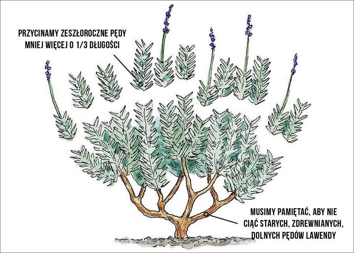 Cięcie lawendy wiosną: Sekrety ogrodników dla okazałych kwiatów przez cały sezon